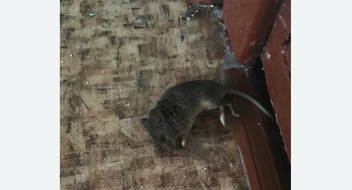 Дезинфекция от мышей в Ставрополе